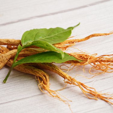 Chinese Ginseng Ashwaganda 6 PCS Seeds