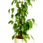Chinese Ficus Benjamina Bonsai Tree Plants Flowers Potted 50 PCS Seeds