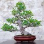 Chinese Ficus Benjamina Bonsai Tree Plants Flowers Potted 50 PCS Seeds