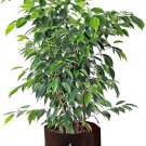 Chinese Ficus Benjamina Bonsai Tree Plants Flowers 50 PCS Seeds Chinese Ficus Benjamina Bonsai Tree Plants Flowers 50 PCS Seeds