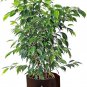 Chinese Ficus Benjamina Bonsai Tree Plants Flowers 50 PCS Seeds