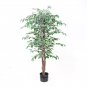 Chinese Ficus Benjamina Bonsai Tree Plants Flowers 50 PCS Seeds