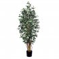 Chinese Ficus Benjamina Bonsai Tree Plants Flowers 50 PCS Seeds