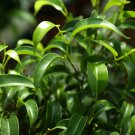 Chinese Ficus Benjamina 50 PCS Seeds