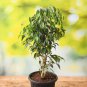 Chinese Ficus Benjamina 50 PCS Seeds