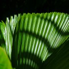 Chinese Fan Palm Bonsai Ornamental Plant Livistona Chinensis 10 PCS Seeds Chinese Fan Palm Bonsai Ornamental Plant Livistona Chinensis 10 PCS Seeds