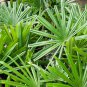 Chinese Fan Palm Bonsai Ornamental Plant Livistona Chinensis 10 PCS Seeds