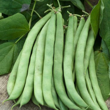 Chinese Bean Contains Rich Oil Green Chinese Vegetables 15 PCS Seeds