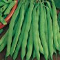 Chinese Bean Contains Rich Oil Green Chinese Vegetables 15 PCS Seeds