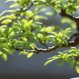 Chinese Elm Bonsai Tree Plant 30 PCS Seeds