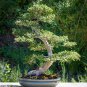Chinese Elm Bonsai Tree Plant 30 PCS Seeds