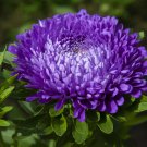 Chinese Aster Bonsai Strong Ability to reproduce 100 PCS Seeds