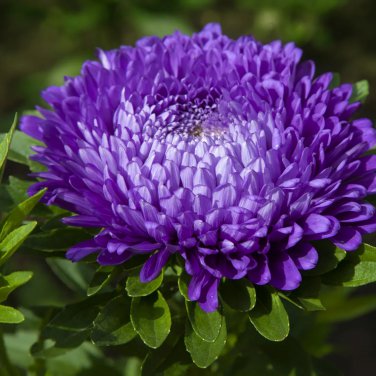 Chinese Aster Bonsai Strong Ability to reproduce 100 PCS Seeds