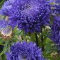 Chinese Aster Bonsai Strong Ability to reproduce 100 PCS Seeds