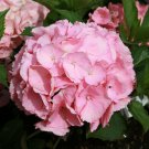 Chinese Colors Hydrangea Real Perennial Flower 20 PCS Seeds