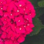 Chinese Colors Hydrangea Real Perennial Flower 20 PCS Seeds