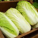 Chinese Cabbage Autumn Vegetables 10 PCS Seeds