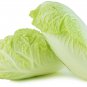 Chinese Cabbage Autumn Vegetables 10 PCS Seeds