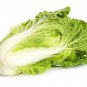Chinese Cabbage Autumn Vegetables 10 PCS Seeds