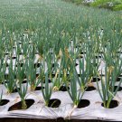 Chinese Broadleaf Chive Bonsai Garden Potted Leek Plants 500 PCS Seeds