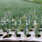 Chinese Broadleaf Chive Bonsai Garden Potted Leek Plants 500 PCS Seeds