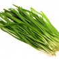 Chinese Broadleaf Chive Bonsai Garden Potted Leek Plants 500 PCS Seeds