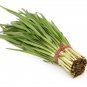 Chinese Broadleaf Chive Bonsai Garden Potted Leek Plants 500 PCS Seeds