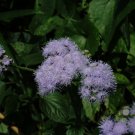 Chinese Ageratum Conyzoides Callistephus Chinensis Aster 200 PCS Seeds