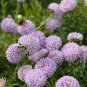 Chinese Ageratum Conyzoides Callistephus Chinensis Aster 200 PCS Seeds