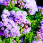 Chinese Ageratum Conyzoides Callistephus Chinensis Aster 200 PCS Seeds