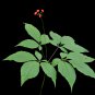 Chinese korean Panax Ginseng 10 PCS Seeds