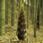 China Moso Bamboo Shoots Tasty Vegetable 30 PCS Seeds