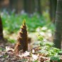 China Moso Bamboo Shoots Tasty Vegetable 30 PCS Seeds