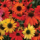Cheyenne Spirit Orange Echinacea Perennial Coneflower 200 PCS Seeds