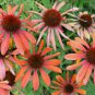 Cheyenne Spirit Orange Echinacea Perennial Coneflower 200 PCS Seeds