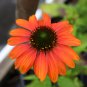 Cheyenne Spirit Orange Echinacea Perennial Coneflower 200 PCS Seeds