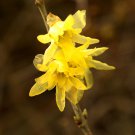 Chimonanthus praecox Wintersweet Potted Plants Home Garden 20 PCS Seeds