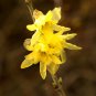 Chimonanthus praecox Wintersweet Potted Plants Home Garden 20 PCS Seeds