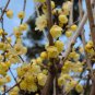 Chimonanthus praecox Wintersweet Potted Plants Home Garden 20 PCS Seeds