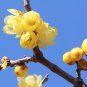 Chimonanthus praecox Wintersweet Potted Plants Home Garden 20 PCS Seeds