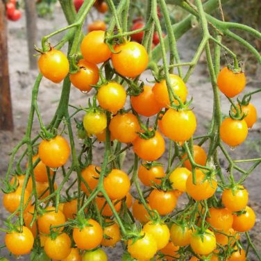 Cherry Tomato 'Yellow Grape' Fruit 100 PCS Seeds