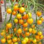 Cherry Tomato 'Yellow Grape' Fruit 100 PCS Seeds