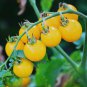Cherry Tomato 'Yellow Grape' Fruit 100 PCS Seeds