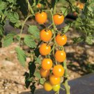 Cherry Tomato Mini Golden Round Fruit 100 PCS Seeds Cherry Tomato Mini Golden Round Fruit 100 PCS Seeds