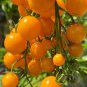 Cherry Tomato Mini Golden Round Fruit 100 PCS Seeds