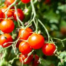 Cherry Tomato Red 'Manai' Fruit 250 PCS Seeds Cherry Tomato Red 'Manai' Fruit 250 PCS Seeds