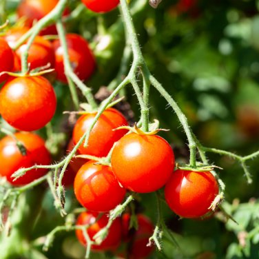 Cherry Tomato Red 'Manai' Fruit 250 PCS Seeds