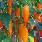Chilli Bulgarian Carrot Pepper Green Orange Vegetable 30 PCS Seeds