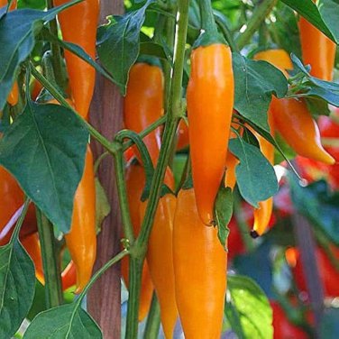 Chilli Bulgarian Carrot Pepper Green Orange Vegetable 30 PCS Seeds