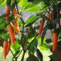 Chilli Bulgarian Carrot Pepper Green Orange Vegetable 30 PCS Seeds